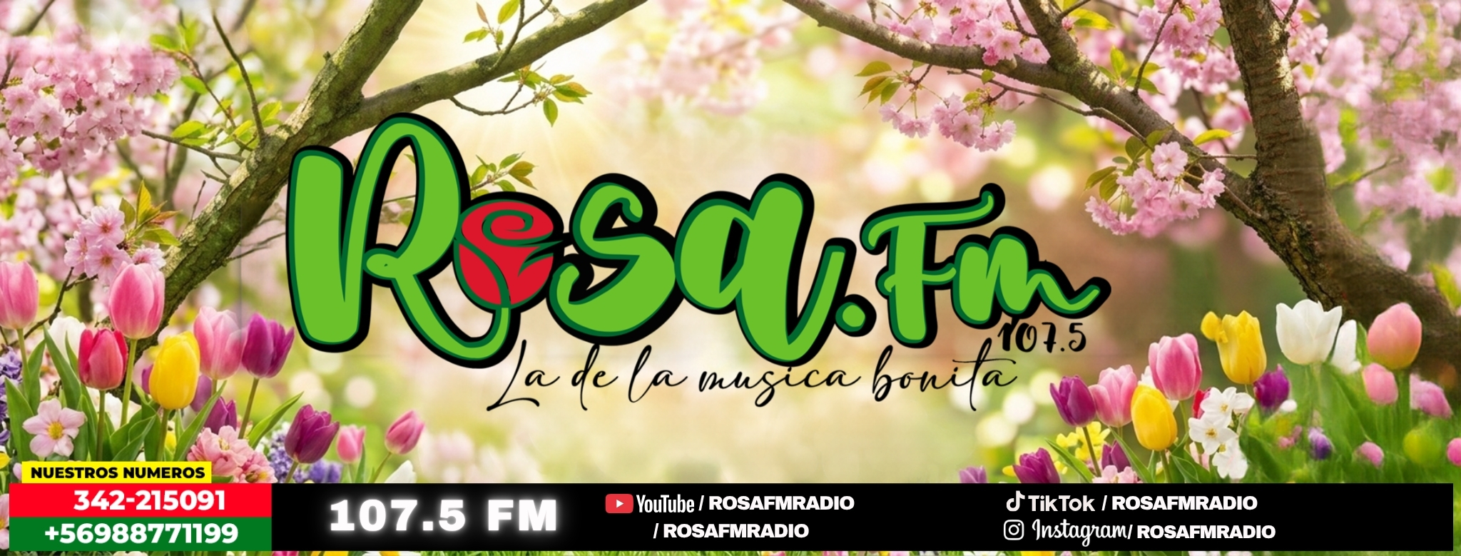 Radio Rosa