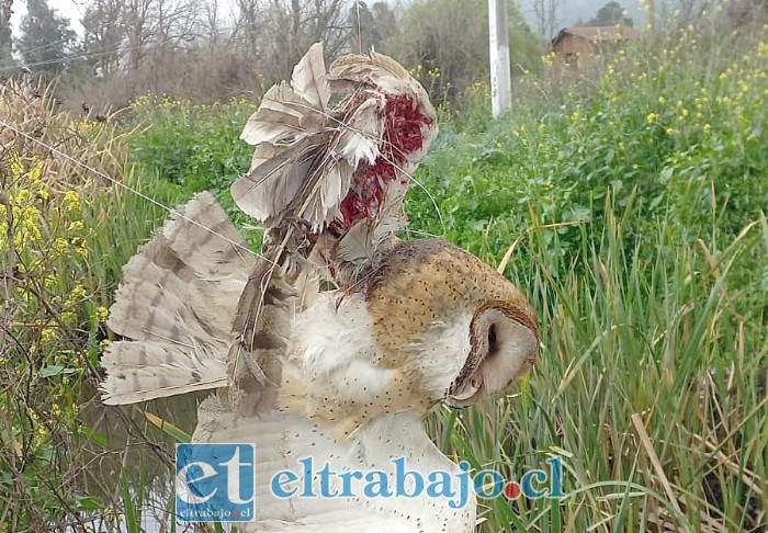¡A tener cuidado con el hilo de volantín durante estas Fiestas Patrias!