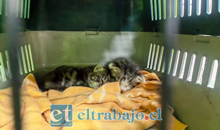 Backdrop